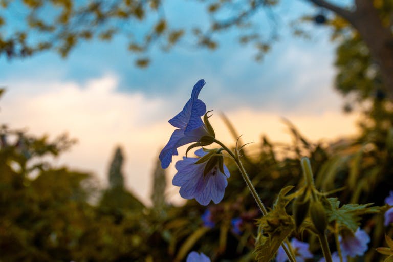 Blue Flowered Plant